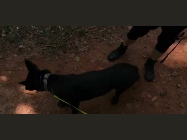 Bandit