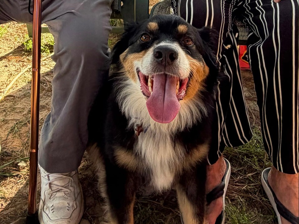 Louie (Australian Shepherd)
