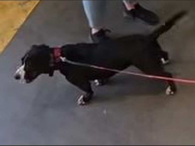 Roofus